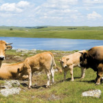 Soirée dansante « Mémoires d’Auvergne »