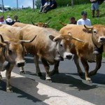 transhumance