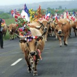 transhumance2