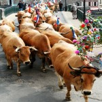 transhumance3