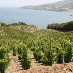 vignes – Pays Catalan